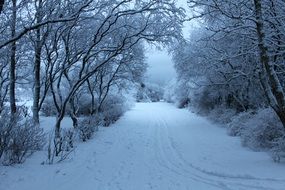 snowy road in the winter forest