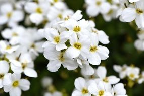 white blooms plant cushion flower