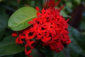 red flowers in a botanic garden