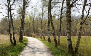 birch alley in spring