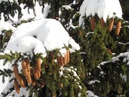 spruce branches with cones in the snow