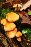 brown autumn mushrooms in the forest close up