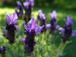 lavender blossoms in the garden