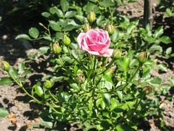 pink rose on a green bush in the garden