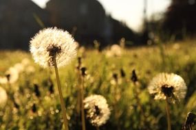 A lot of the dandelion flowers on the meadow