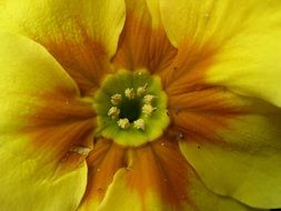 incredibly beautiful yellow spring flower