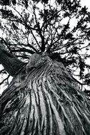 black and white image of a large tree, bottom view