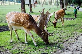 deers grazing in park