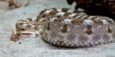 viper, sand snake close-up on blurred background