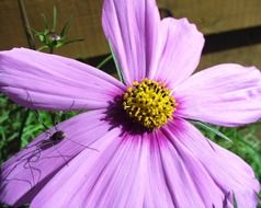 spider on a large purple flower close up