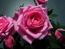 large pink roses bloom in the garden