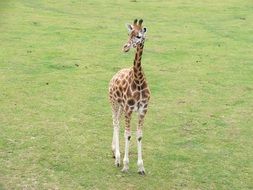 small giraffe on green grass