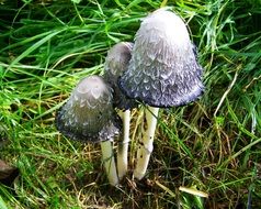 white-gray fungus on the grass