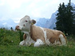 cow in a meadow in the mountains
