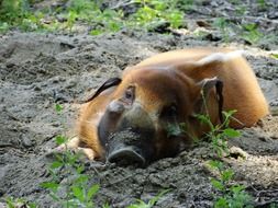 red river hog pig family portrait