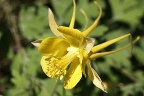Aquilegia, yellow columbine flower close up