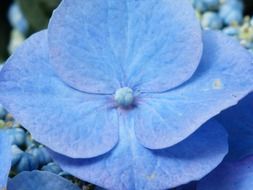 greenhouse hydrangea flower close-up