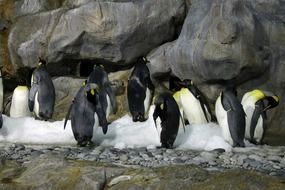 beautiful emperor penguin in Singapore Bird Park