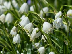 lowered buds of snowdrops