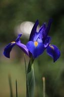 blue iris flower blossom