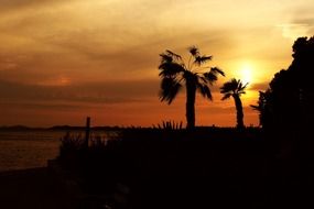 palm silhouettes at sunset