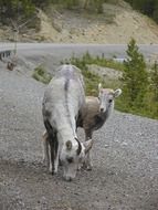 Landscape of mountain sheep