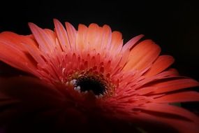 red gerbera in twilight