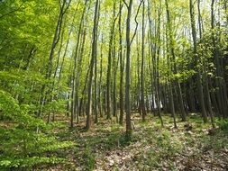 flooded forest with a lot of trees