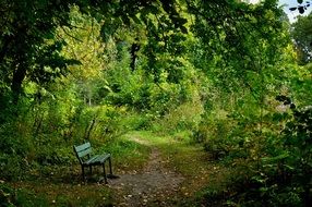 bench in a green dense park