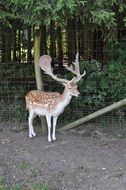 Roe deer in forest