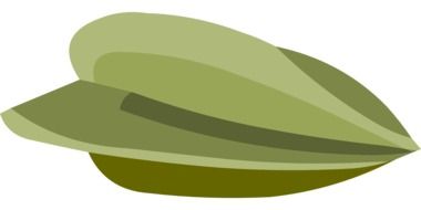 illustration of s green seed