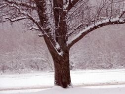 tree in the snow before christmas