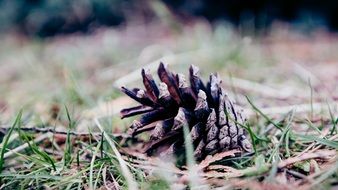 pine cone laying on the ground close