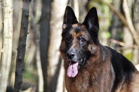 german shepherd in a forest