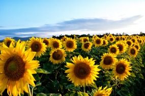 A lot of the blossoming sunflowers