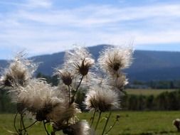 fluffy thistle in national park on a blurred background