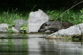 otter near the water