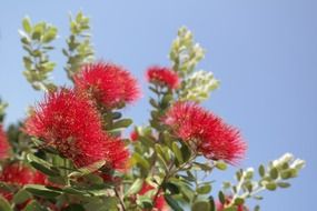 red flowers of ironwood tree