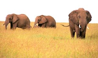 three elephants in safari in africa