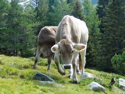 angry cow