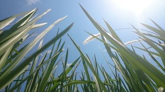 green grass under the bright sun
