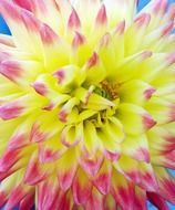 lush bright dahlia