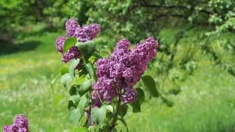 lilac flower on a bush