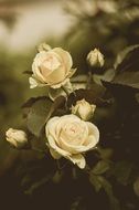 close-up photo of white roses on a bush