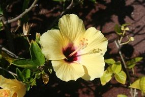yellow hibiscus with burgundy core