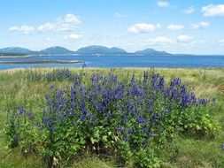 blue wildflowers in scenic summer landscape, usa, maine, acadia national park