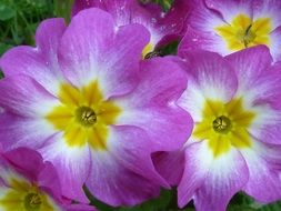 primrose pink blossom