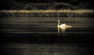 Beautiful and colorful white waterfowl swans