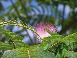 Pink silk tree