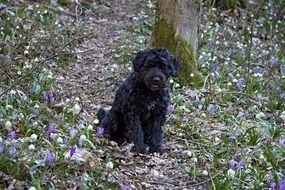 black puppy in the forest